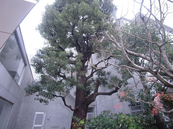 プラウド成城樟景台の写真 9枚目