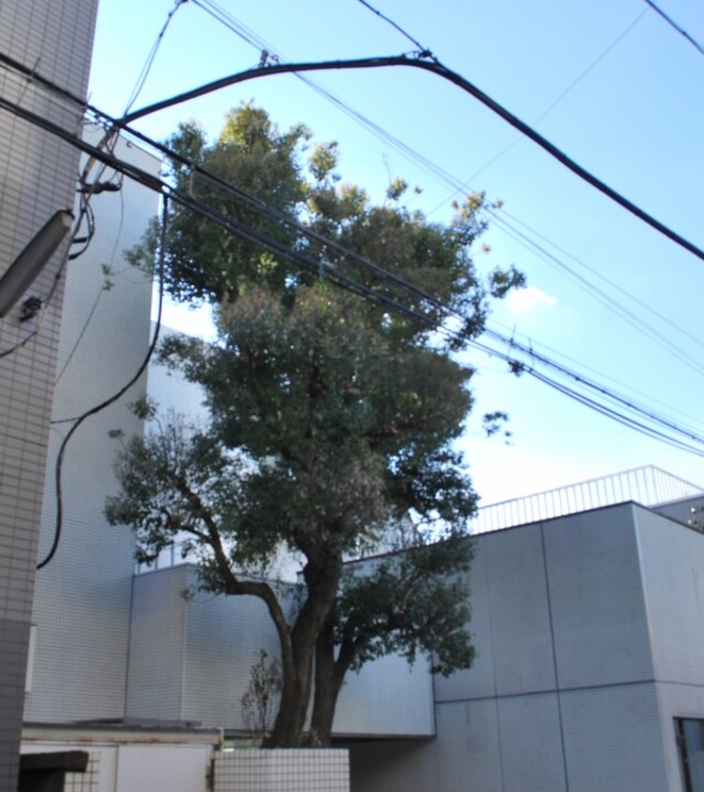 サンライン南青山ハイツの写真 4枚目