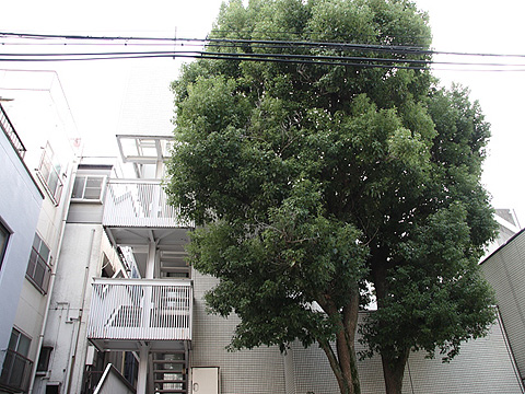 サンライン南青山ハイツの写真 9枚目