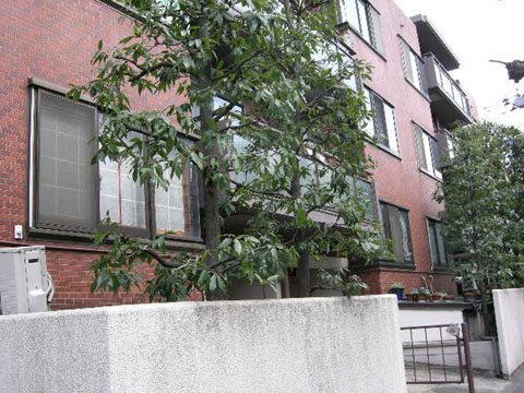 成城学園サマリヤマンションの写真 11枚目