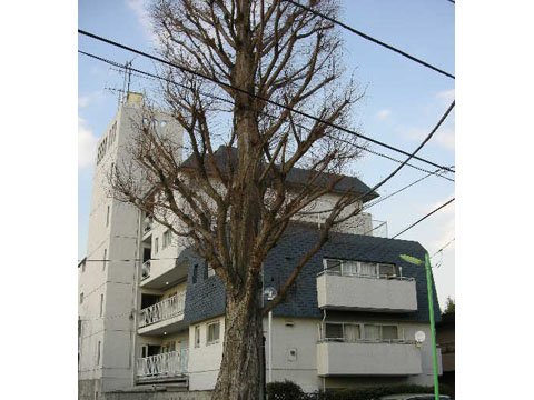 成城コートのエントランス・共用部